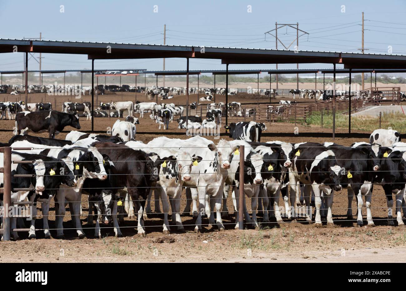 Élevage de veaux laitiers Holstein 'Bos taurus', Stanfield, Arizona. Banque D'Images