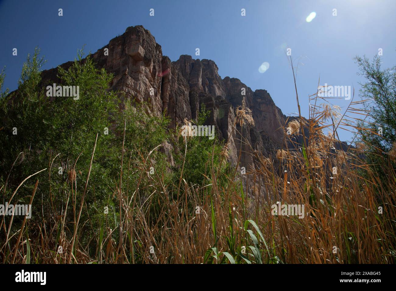Une végétation désertique luxuriante prospère dans les parois du canyon tandis que le Rio Grande traverse le parc national de Big Bend, au Texas. Banque D'Images