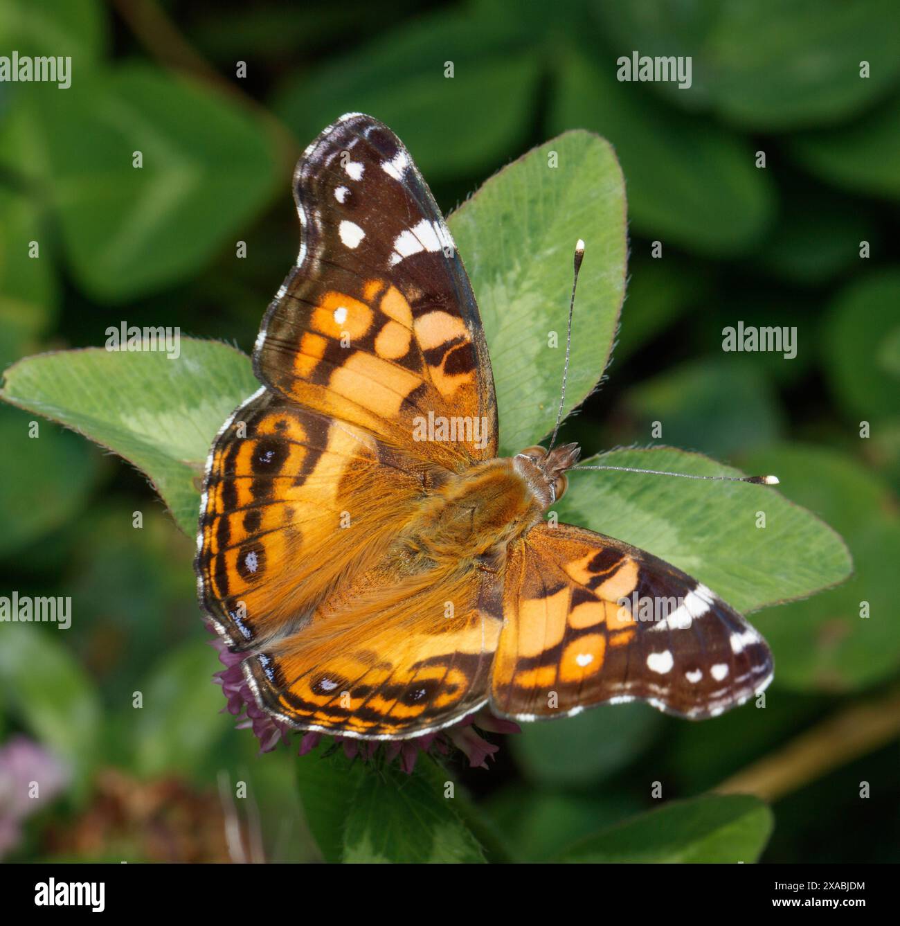 Un papillon American Lady avec des marques colorées orange, marron et blanc repose sur une feuille verte Banque D'Images