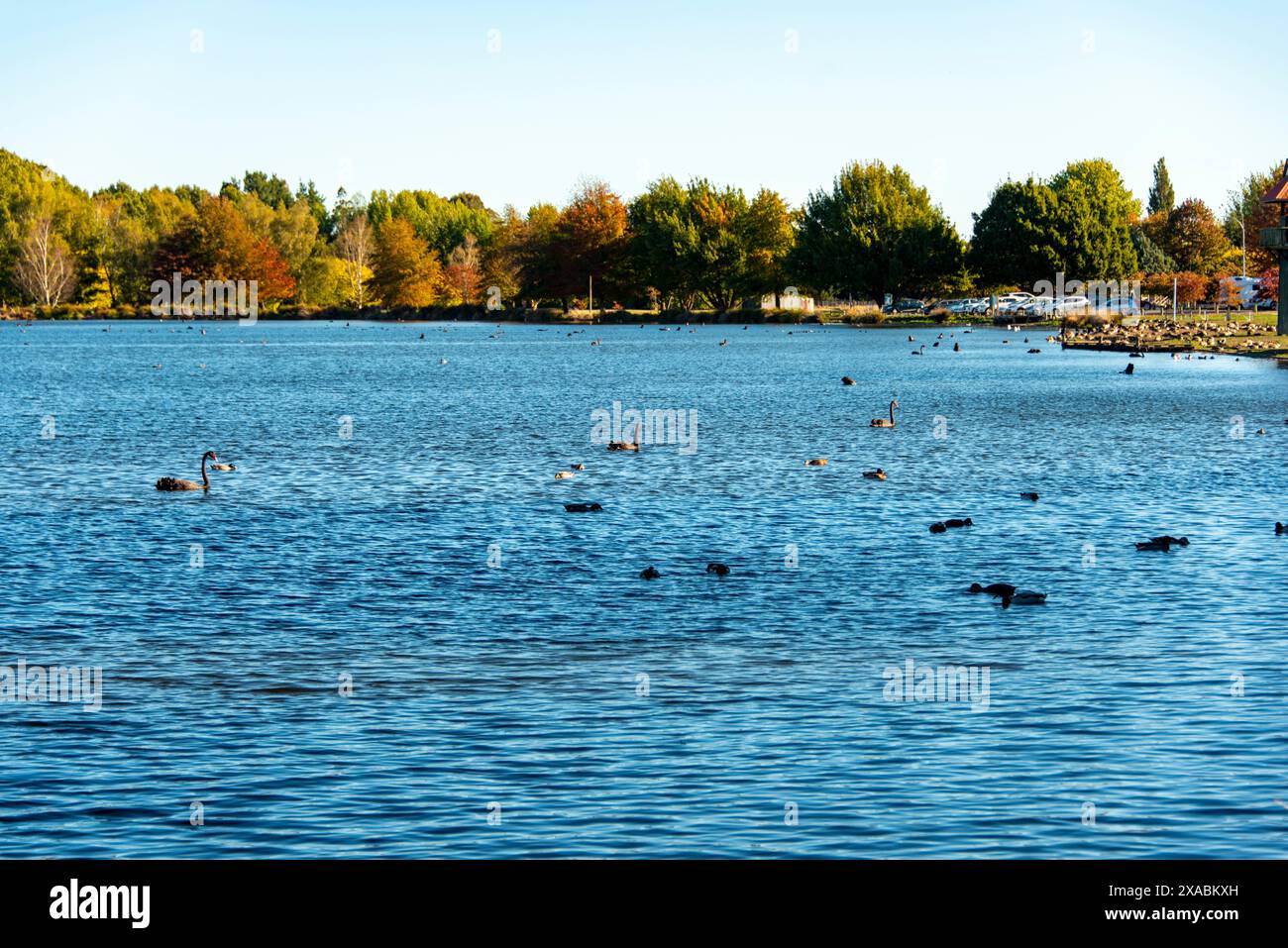 Henley Lake à Masterton - Nouvelle-Zélande Banque D'Images