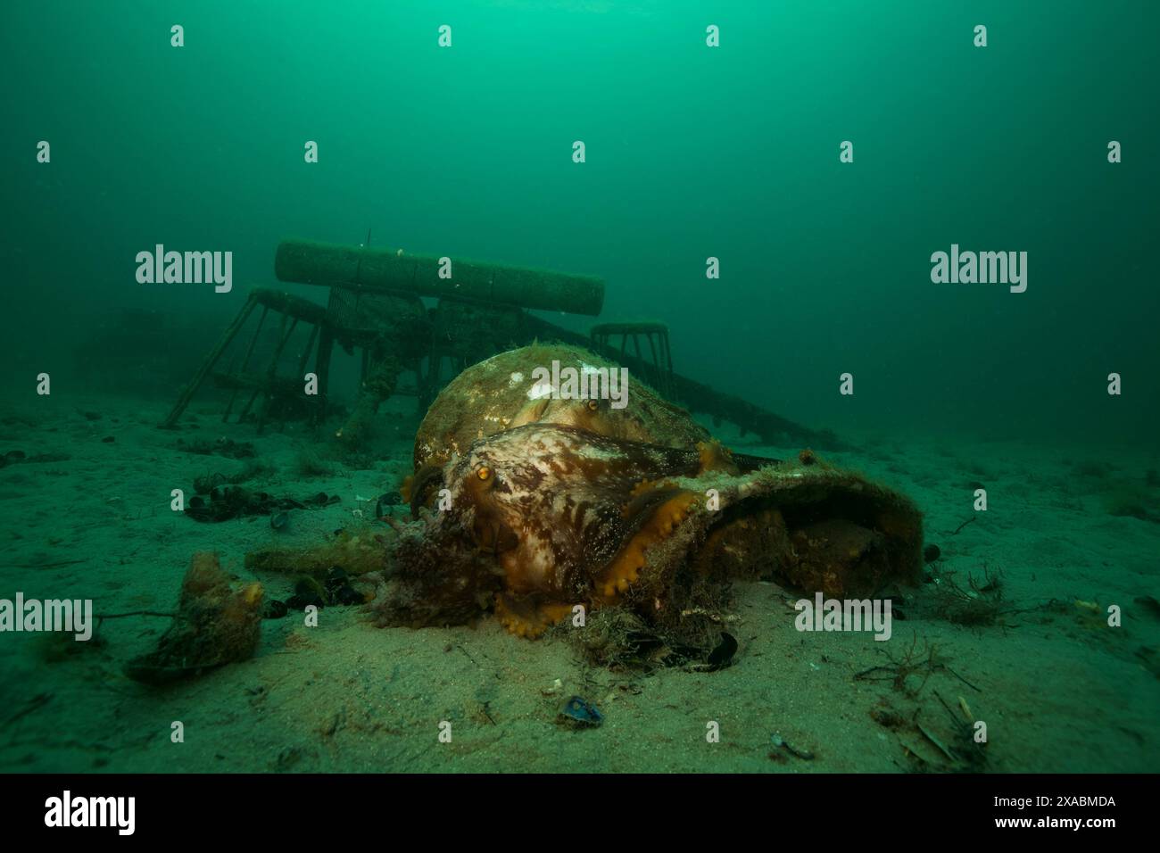 Deux poulpes s'accouplent sur le récif extérieur. Banque D'Images