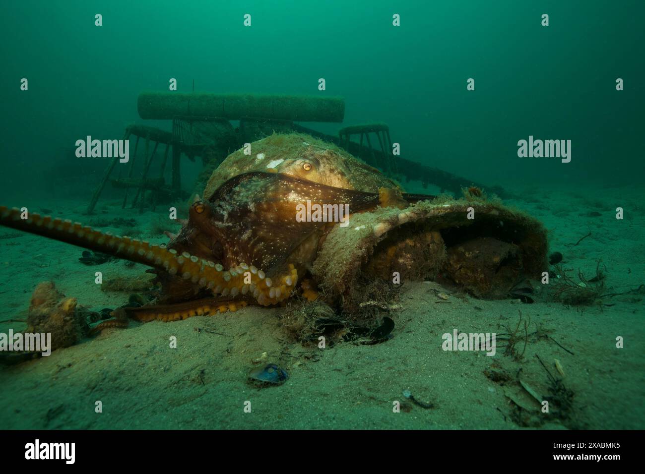 Deux poulpes s'accouplent sur le récif extérieur. Banque D'Images