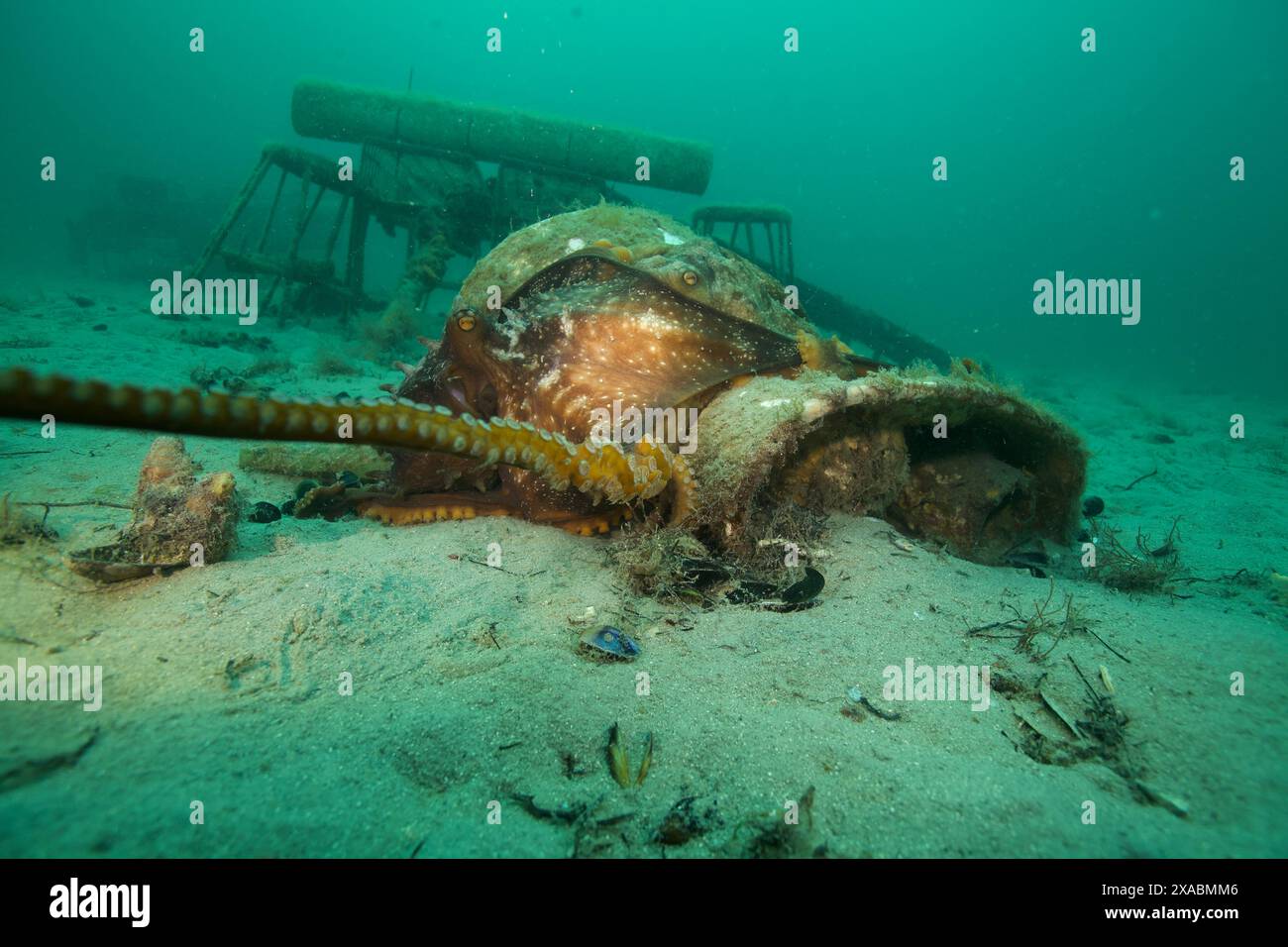 Deux poulpes s'accouplent sur le récif extérieur. Banque D'Images
