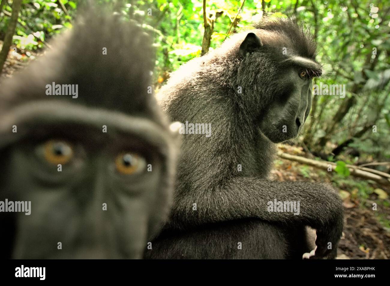 Deux individus de la macaque à crête noire de Sulawesi (Macaca nigra) sont photographiés dans la réserve naturelle de Tangkoko, au nord de Sulawesi, en Indonésie. Banque D'Images