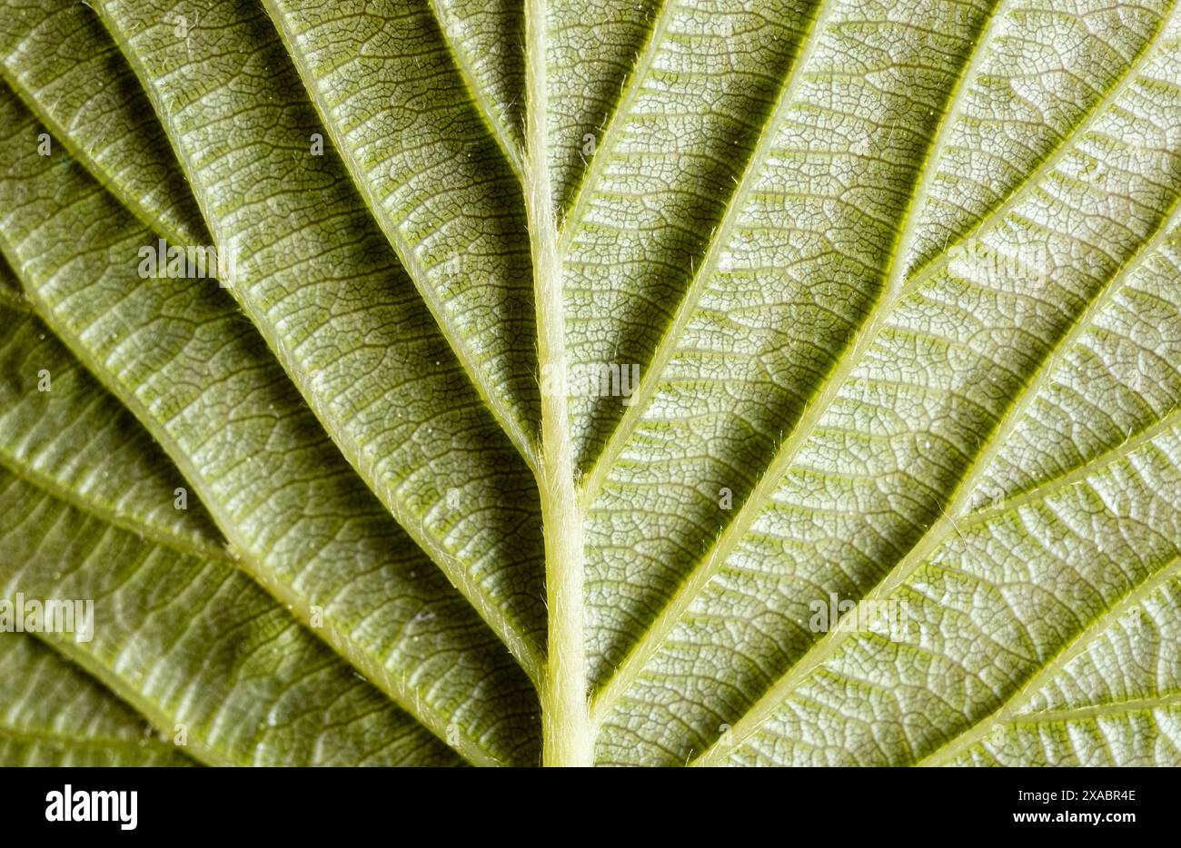 Macro photo d'une feuille verte et des gouttes de rosée. Fond naturel de texture. Banque D'Images