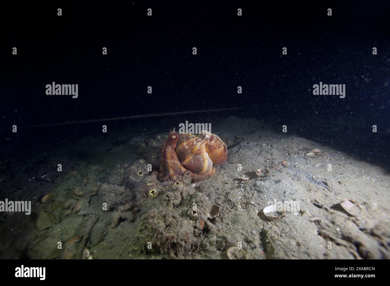 Accouplement de deux poulpes pâles. Banque D'Images
