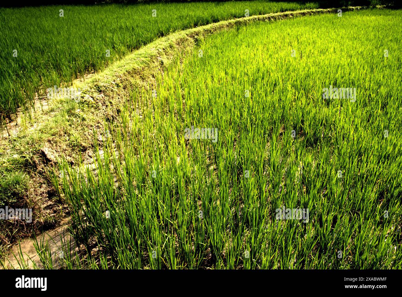 Sentier sur un remblai à travers une rizière à Kradenan, Blora, Java central, Indonésie. Banque D'Images