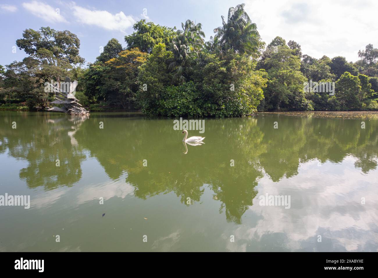 06 juin 2024. Swans Lake avec un cygne blanc au milieu de l'eau aux jardins botaniques de Singapour. Banque D'Images