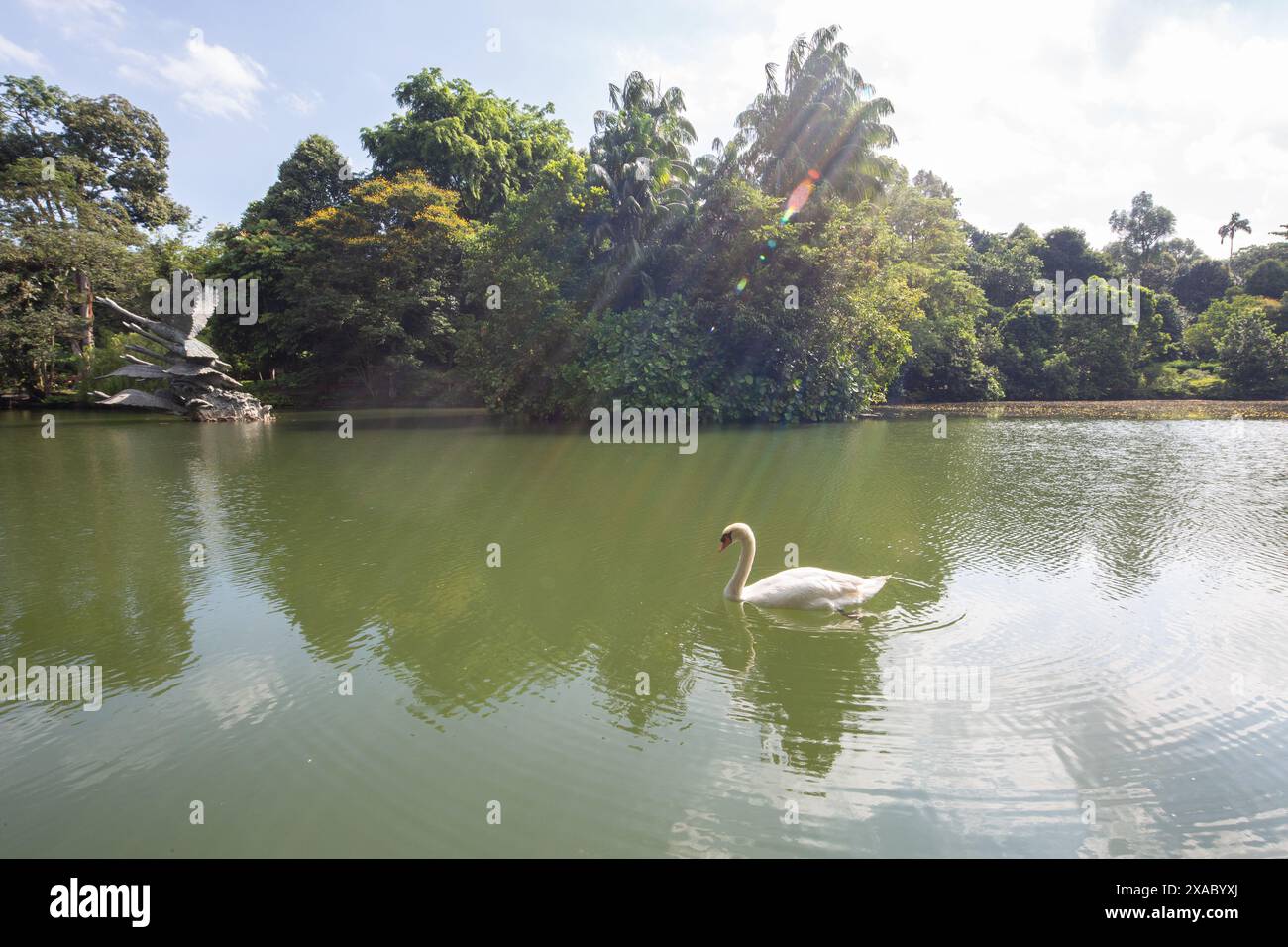 06 juin 2024. Swans Lake avec un cygne blanc flottant aux jardins botaniques de Singapour. Lumière naturelle. Banque D'Images