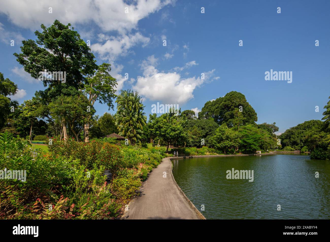06 juin 2024. Paysage du lac des cygnes aux jardins botaniques de Singapour. Banque D'Images