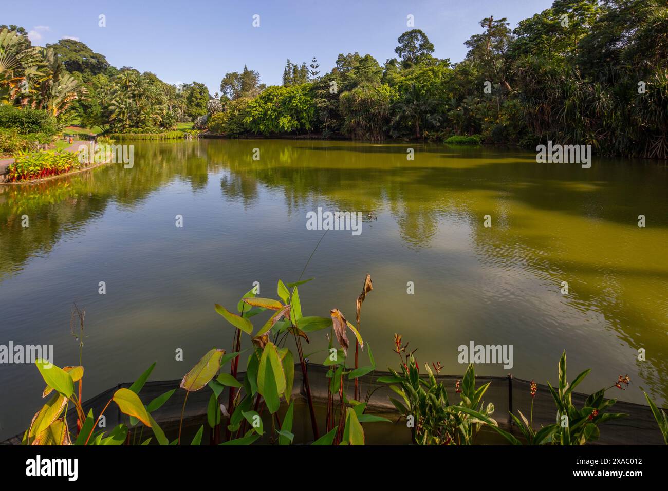 Vue panoramique sur le lac de cygne, climat tropical d'été. Lieu de détente, détresse, détente. Jardins botaniques de Singapour. Banque D'Images