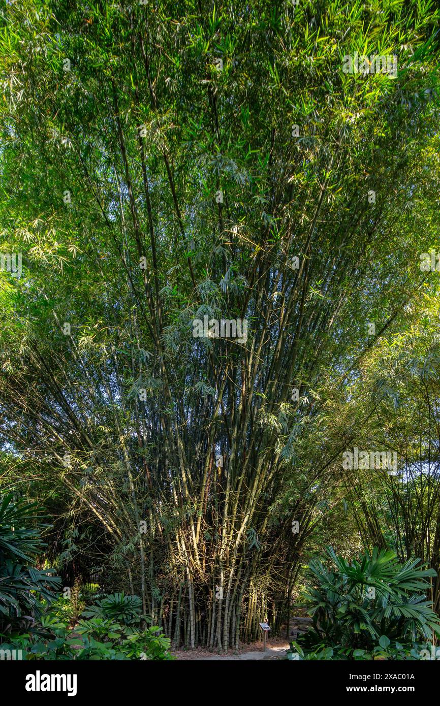 Vertical view.Tall épineux Bamboo Trees poussent vers le haut, bel effet d'éclairage naturel. Jardins botaniques de Singapour. Feuillage de canopée, ombre bien couverte. Banque D'Images