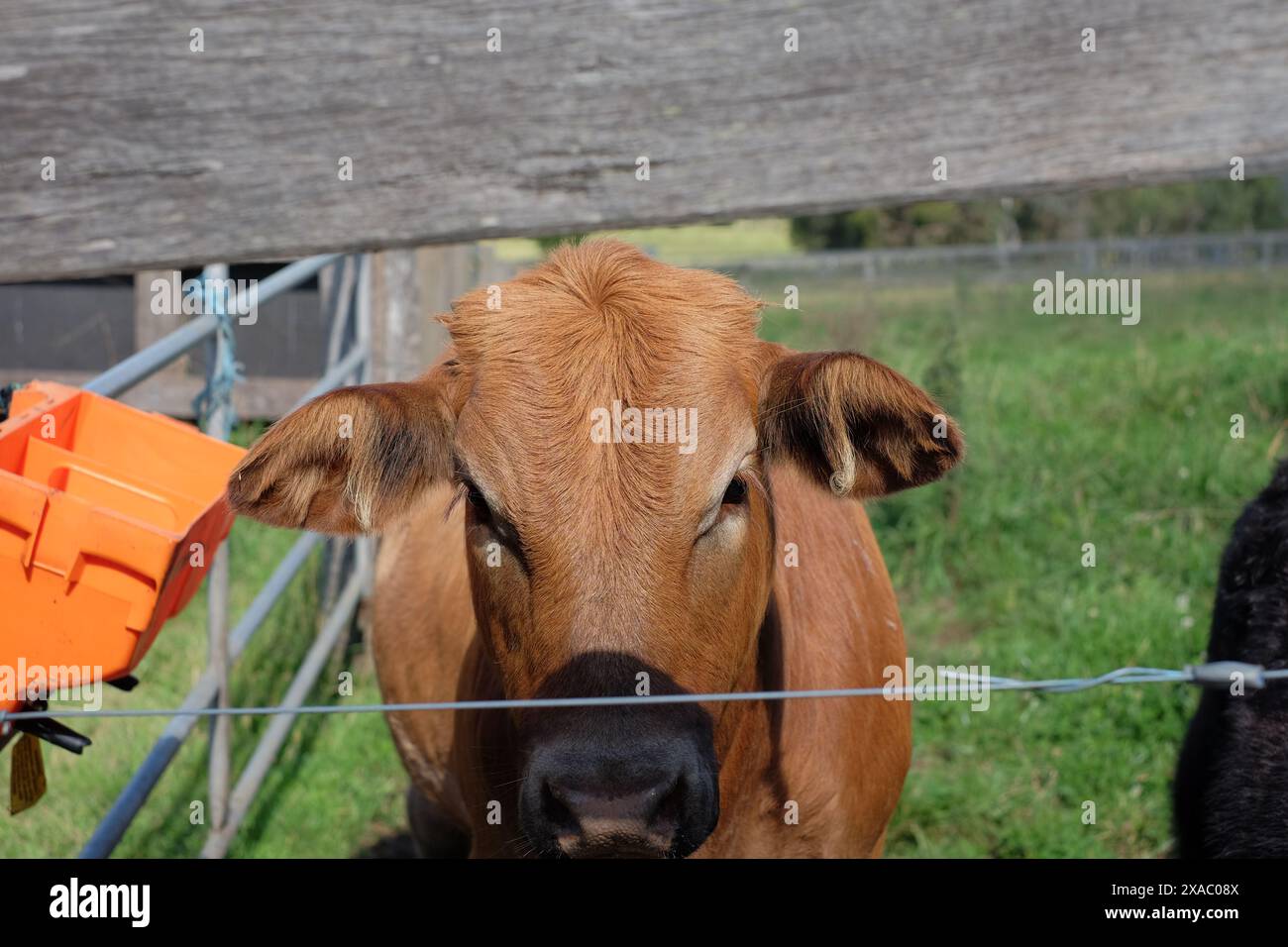 Un veau brun dans un champ sur une ferme de loisirs à l'extérieur de Bowral dans les Southern Highlands, en Nouvelle-Galles du Sud Banque D'Images