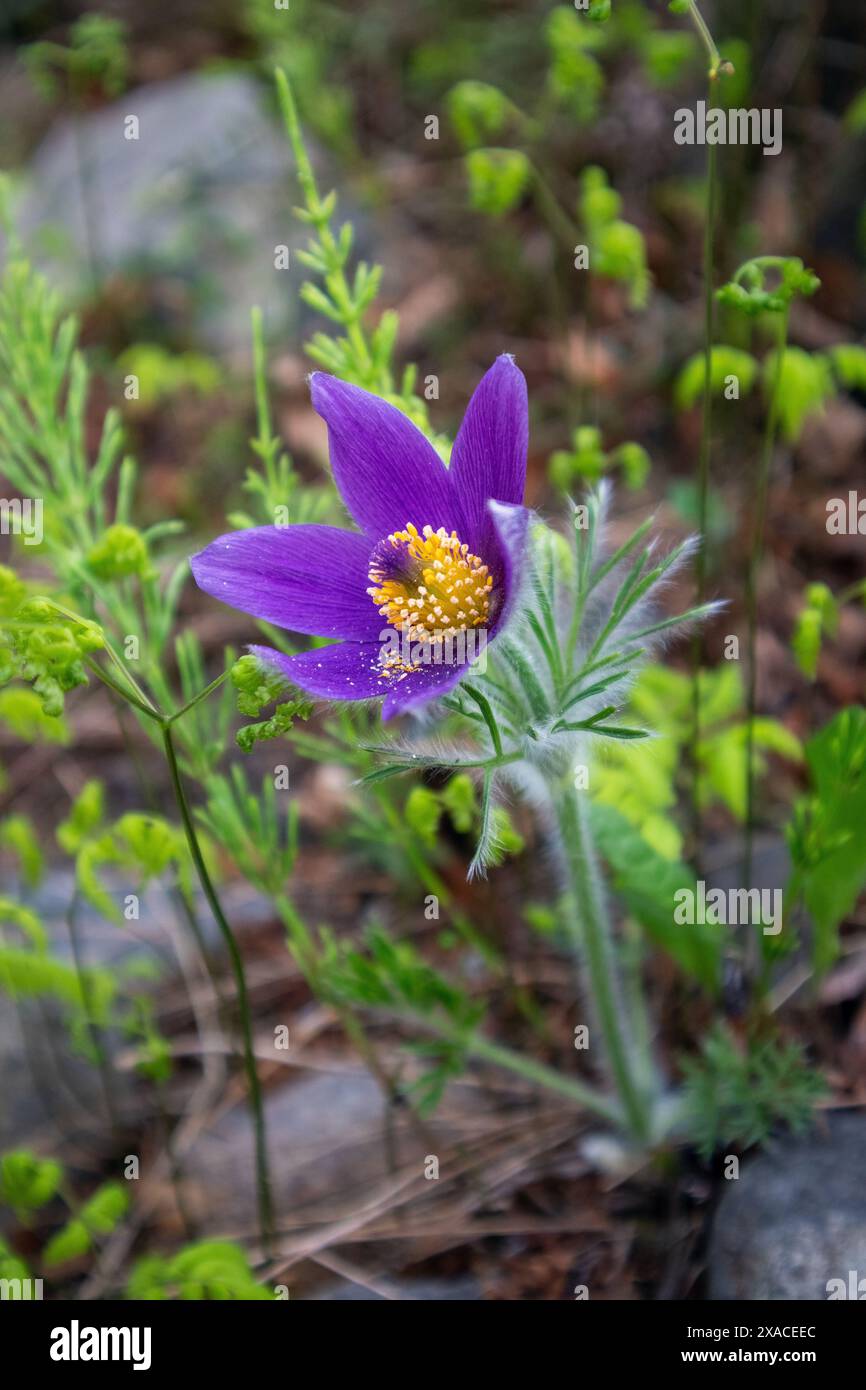 Pasqueflower de l'est, Pulsatilla patens fleurs gros plan Banque D'Images