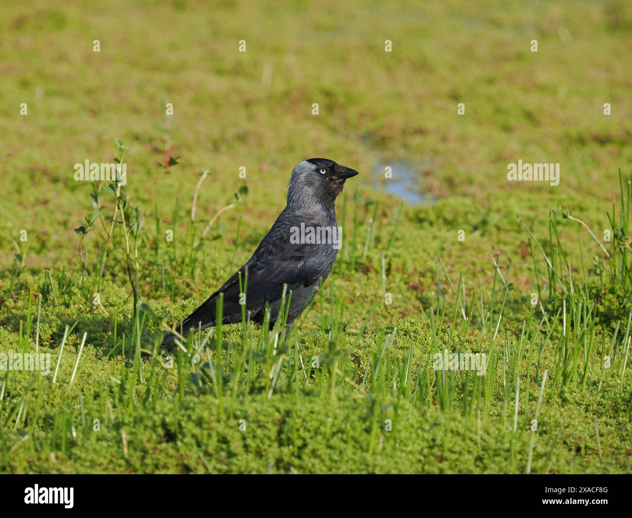 Jackdaw, se nourrissant d'invertébrés dans un champ inondé local. Banque D'Images