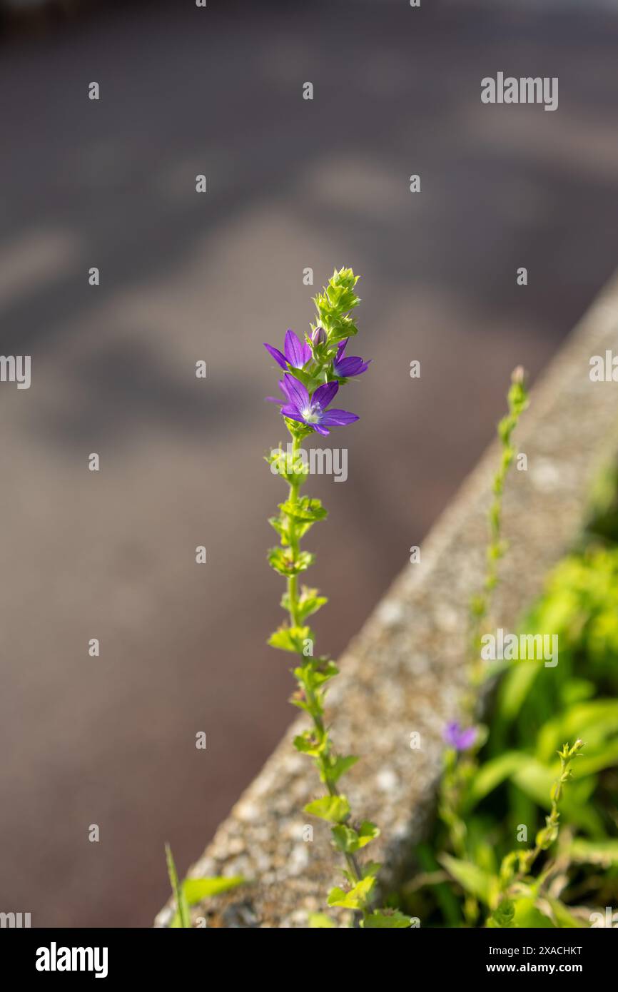 Petite fleur en herbe se pliant au vent Banque D'Images