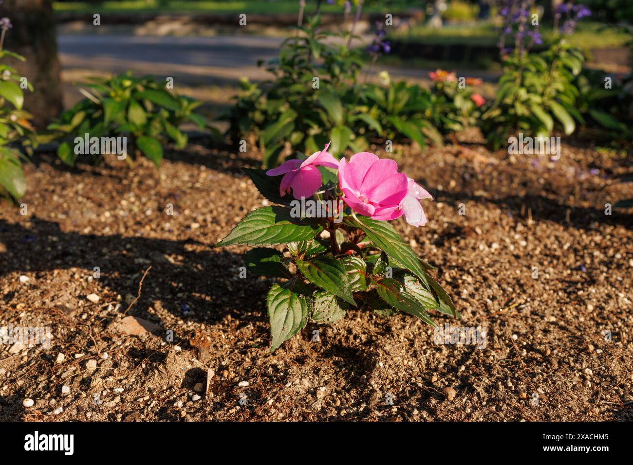 La fleur rose projette long Shadow tout en profitant de la lumière du soleil tôt le matin accueille et inspire les utilisateurs du parc du matin et les lève-tôt locaux pour faire de l'exercice avec sa beauté Banque D'Images