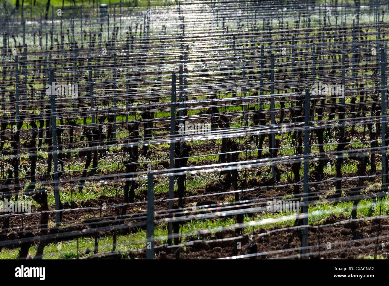 Saison de printemps dans les vignobles de Franciacorta, province de Brescia, région de Lombardie, Italie, Europe Copyright : MichelexRossetti 1299-159 Banque D'Images