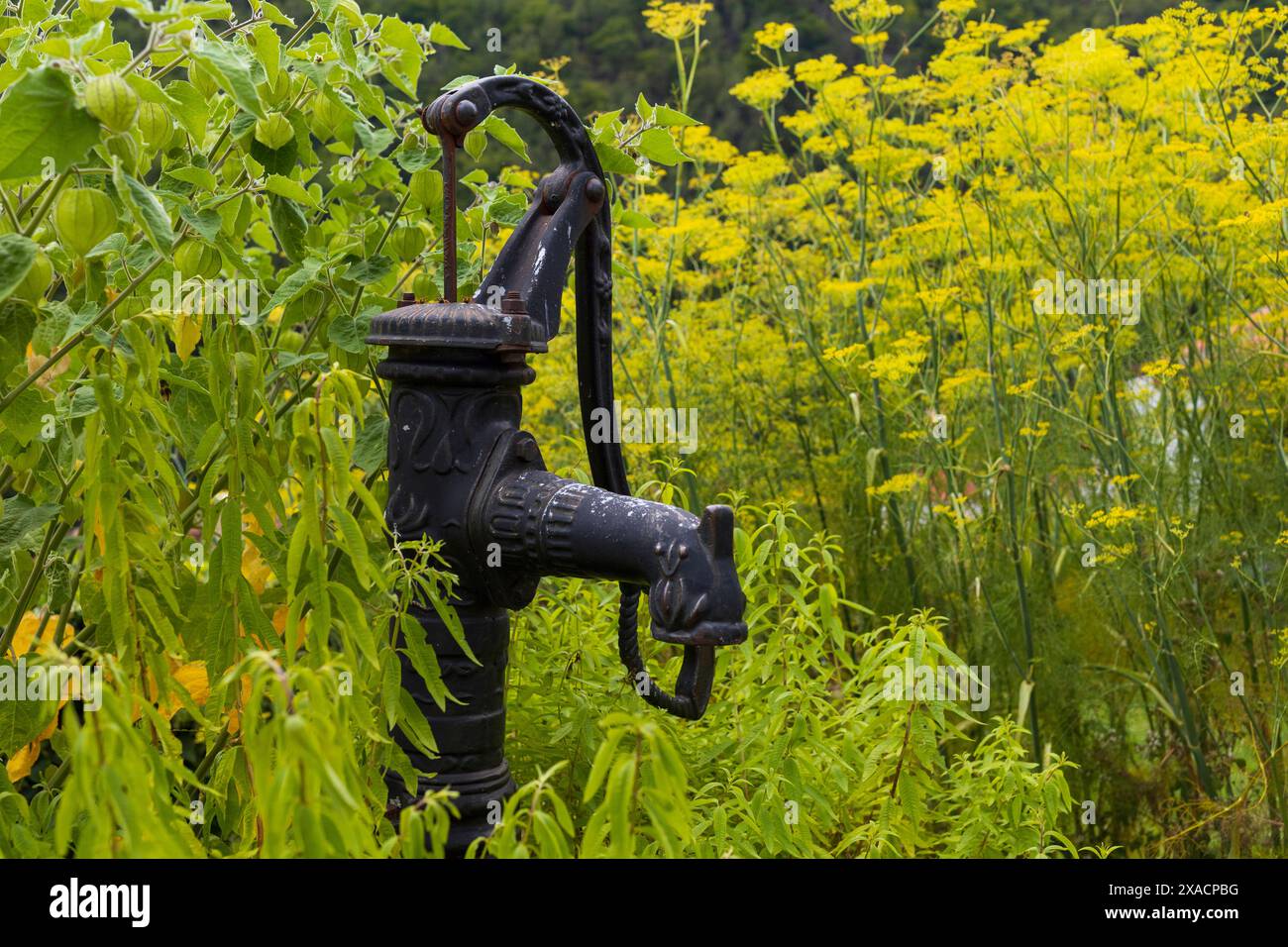 Photographie rapprochée d'un vieux robinet médiéval de pompe à eau en métal noir dans le jardin, entouré de groseille verte du cap et d'autres plantes Banque D'Images