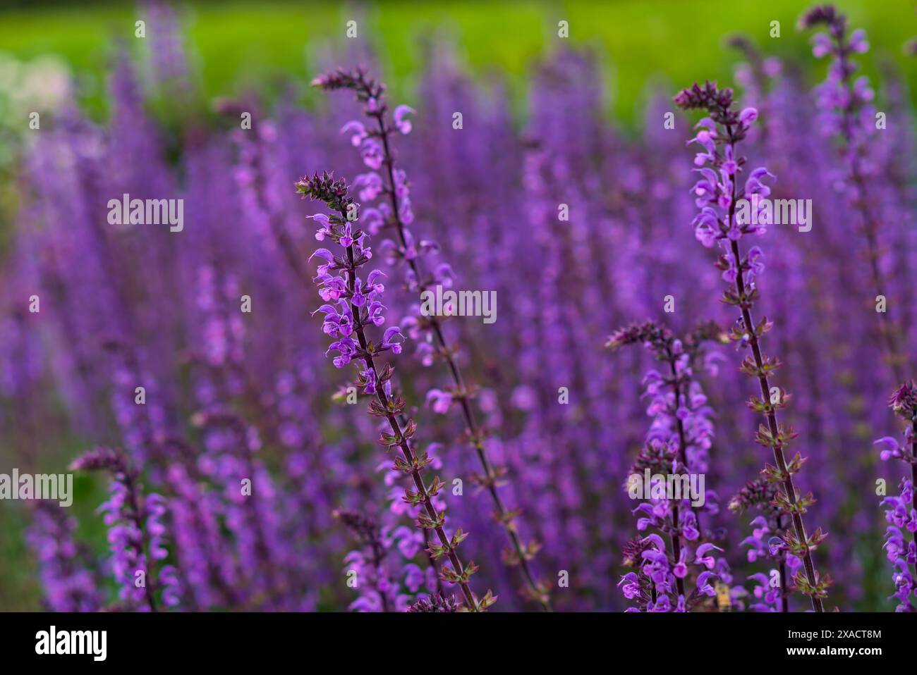 Un gros plan vibrant d'un champ de lavande, avec un accent sur les riches fleurs violettes et le feuillage vert contrasté. Banque D'Images
