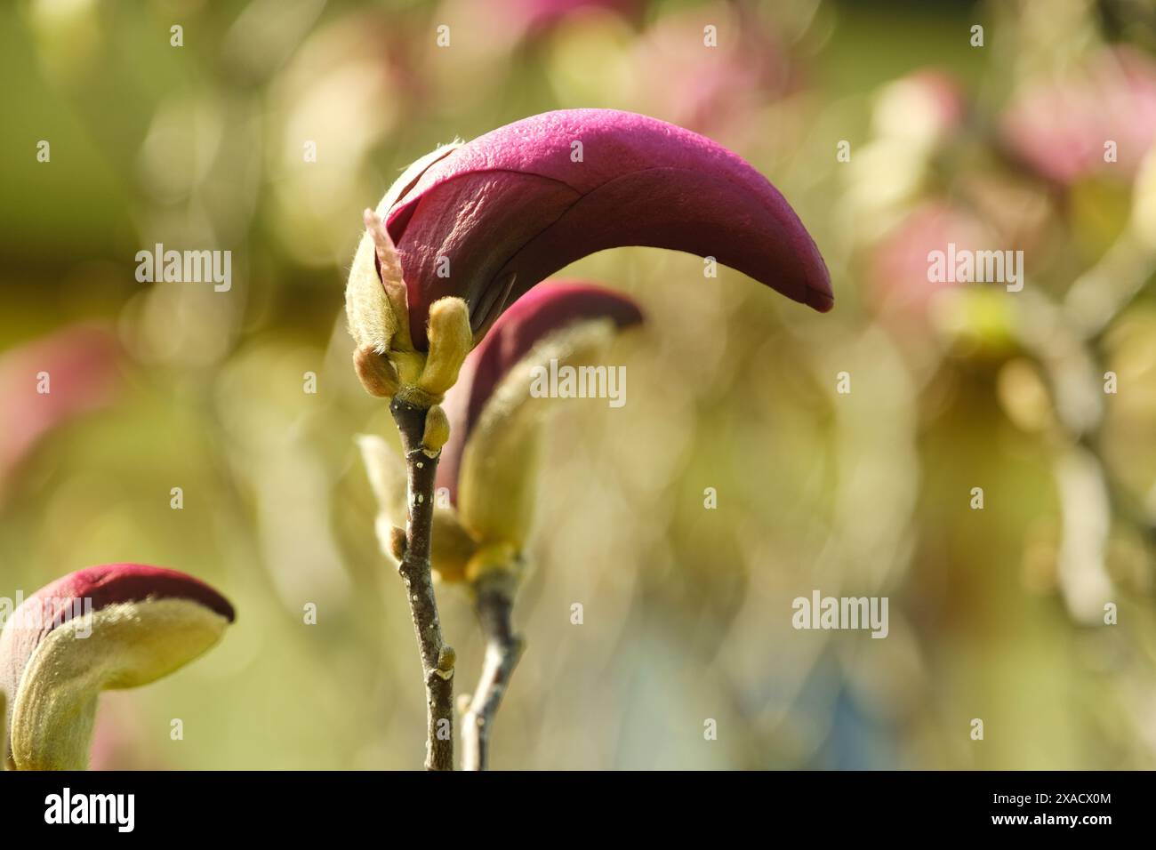 Une fleur rose avec une pointe pointue est le point central de l'image. La fleur est entourée d'autres fleurs, créant une scène luxuriante et vibrante. Scène i. Banque D'Images