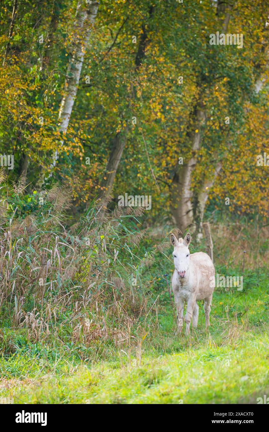 Âne (Equus asinus asinus) ou âne domestique, animal rare, complètement blanc, debout à côté d'une digue, prairie verte avec clôture, roseau commun Banque D'Images