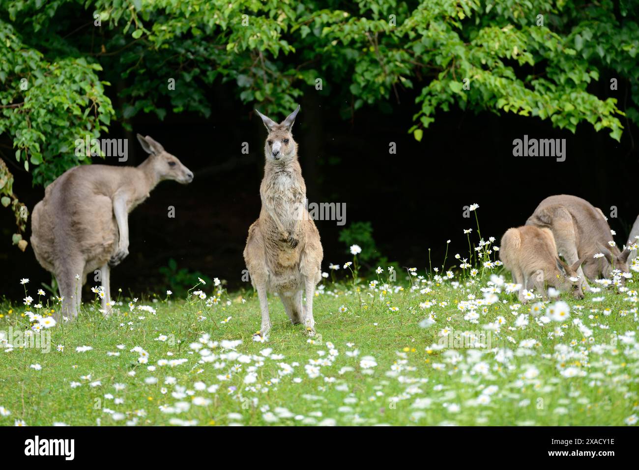 Gros plan du kangourou gris occidental (Macropus fuliginosus) dans une prairie fleurie au printemps Banque D'Images