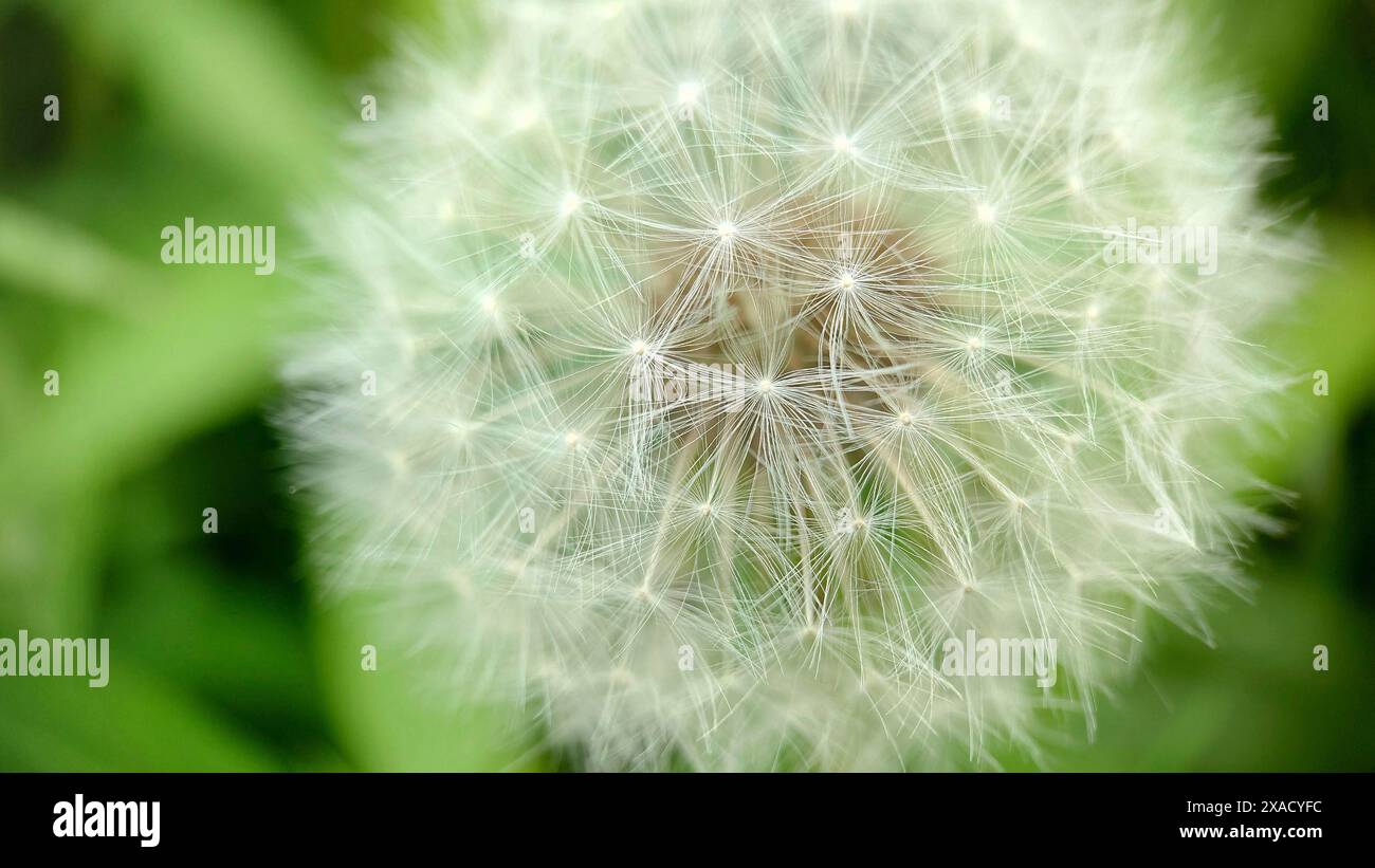 Une vue rapprochée d'une tête de graine de pissenlit (Taraxacum) avec des graines blanches délicates sur un fond vert flou Banque D'Images