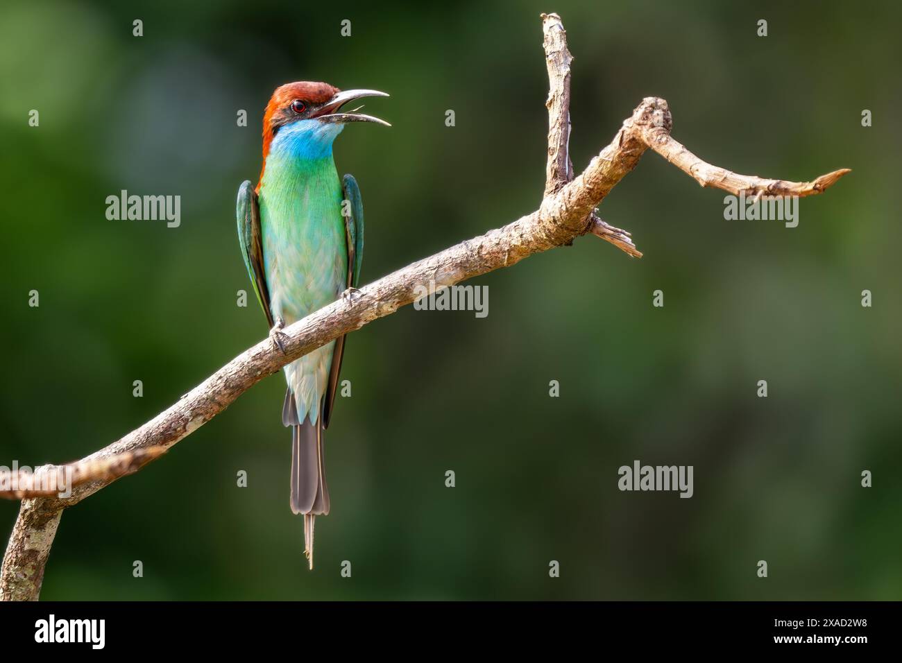 Mangeur d'abeilles à gorge bleue - Merops viridis, de beaux insectes colorés de chasse aux oiseaux sur les rivières et les rives du lac de l'Asie du Sud-est, rivière Kinabatangan, Banque D'Images