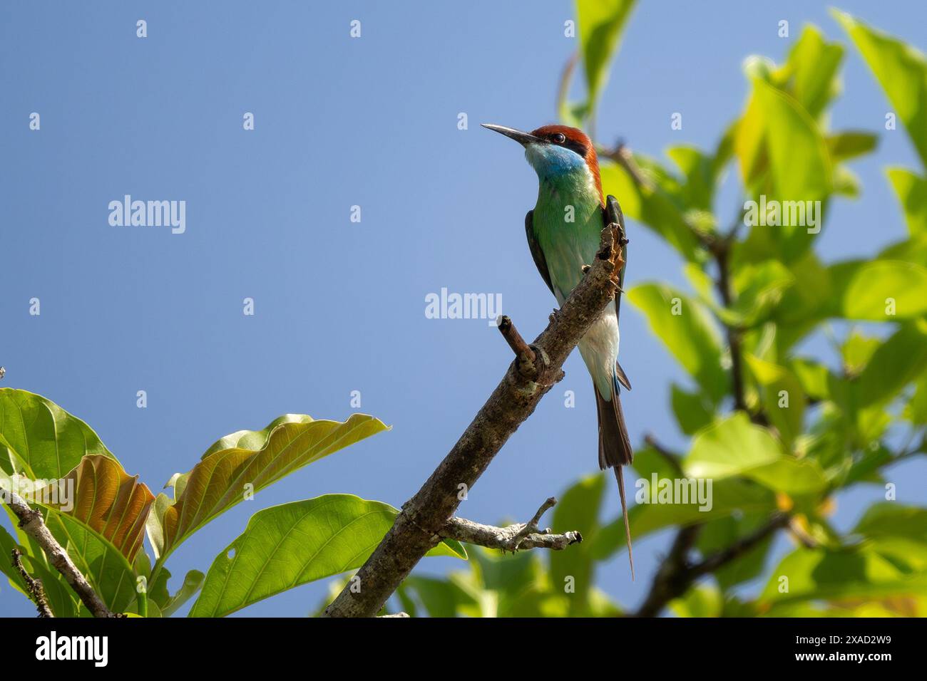 Mangeur d'abeilles à gorge bleue - Merops viridis, de beaux insectes colorés de chasse aux oiseaux sur les rivières et les rives du lac de l'Asie du Sud-est, rivière Kinabatangan, Banque D'Images