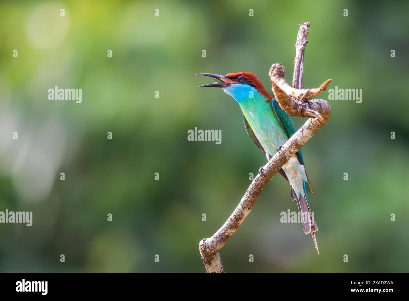 Mangeur d'abeilles à gorge bleue - Merops viridis, de beaux insectes colorés de chasse aux oiseaux sur les rivières et les rives du lac de l'Asie du Sud-est, rivière Kinabatangan, Banque D'Images