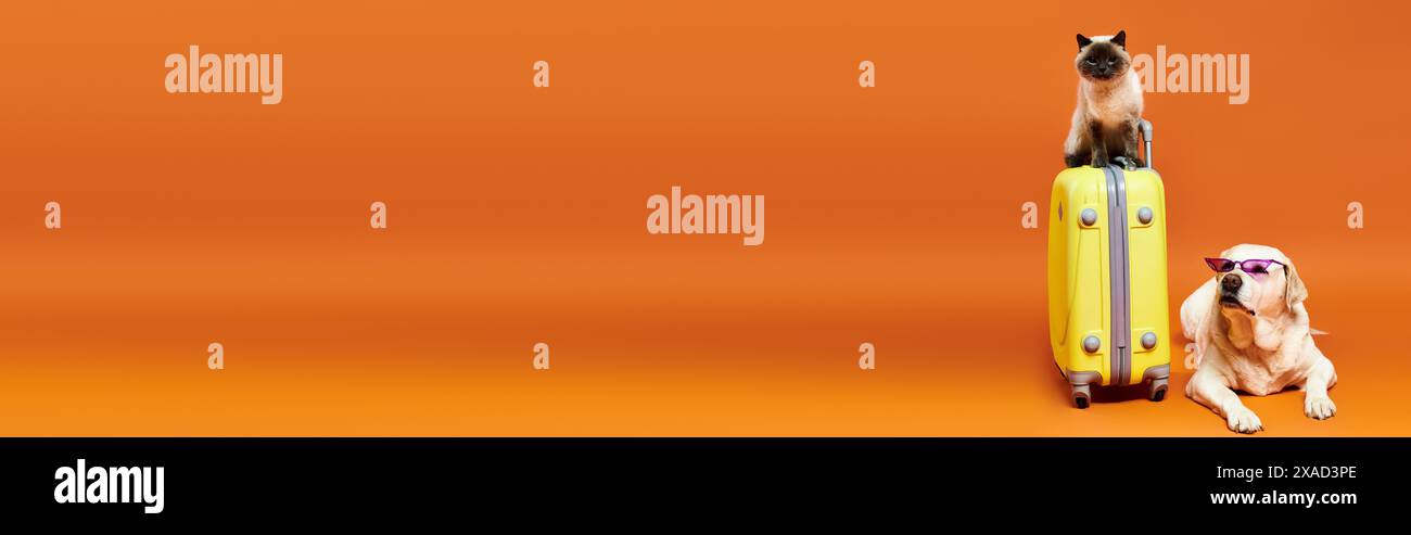 Un chien mignon à la fourrure moelleuse est assis au sommet d'une valise jaune éclatante dans un cadre de studio, mettant en valeur la compagnie d'animaux domestiques. Banque D'Images