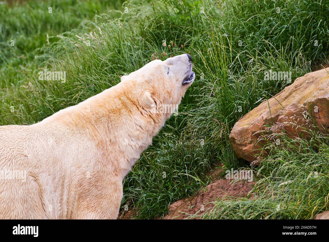 Ours polaire debout sur un terrain herbeux, la tête relevée et la bouche légèrement ouverte. Banque D'Images