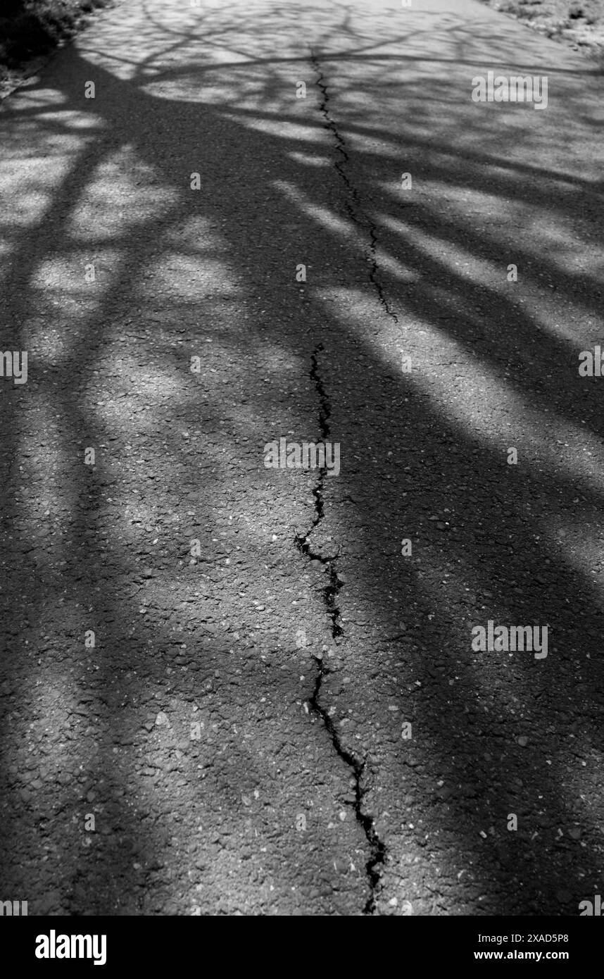 ombres d'un arbre dans la rue et fissures sur l'asphalte, photographie noir et blanc Banque D'Images