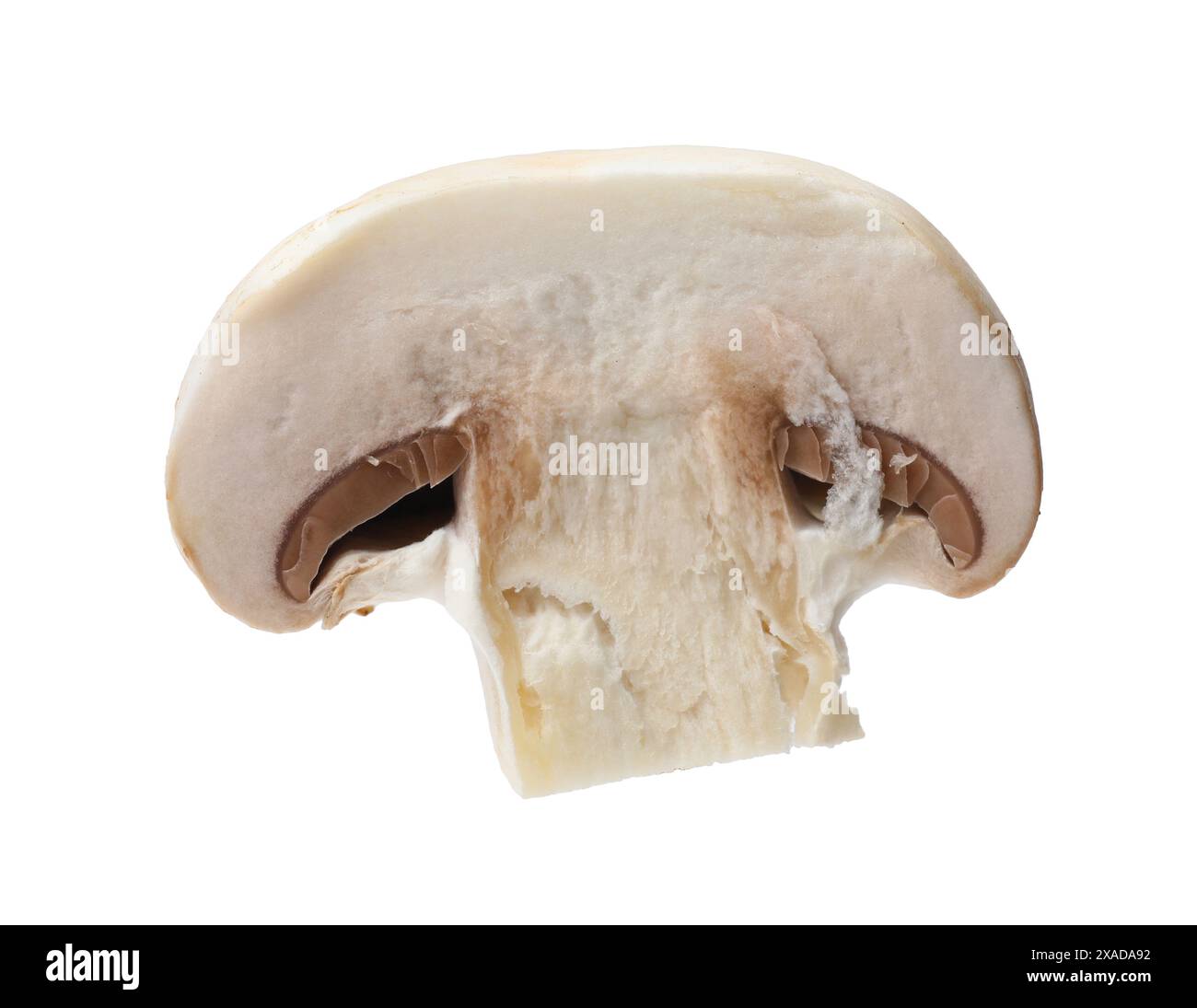 Un morceau de champignon frais isolé sur blanc Banque D'Images