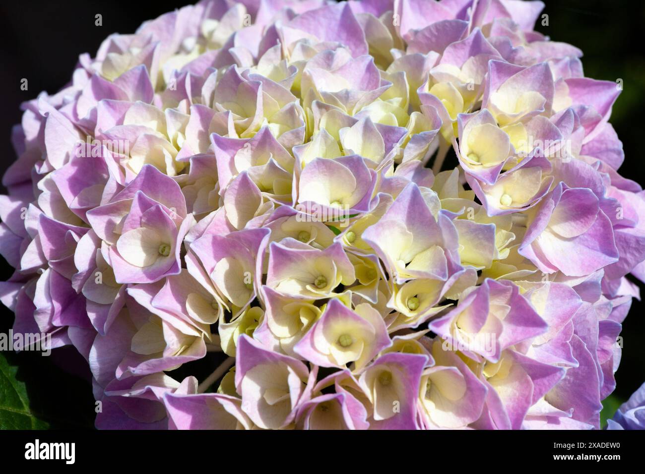 Gros plan détaillé de l'hortensia violette en fleurs, mettant en valeur des couleurs vives et une structure complexe des pétales Banque D'Images
