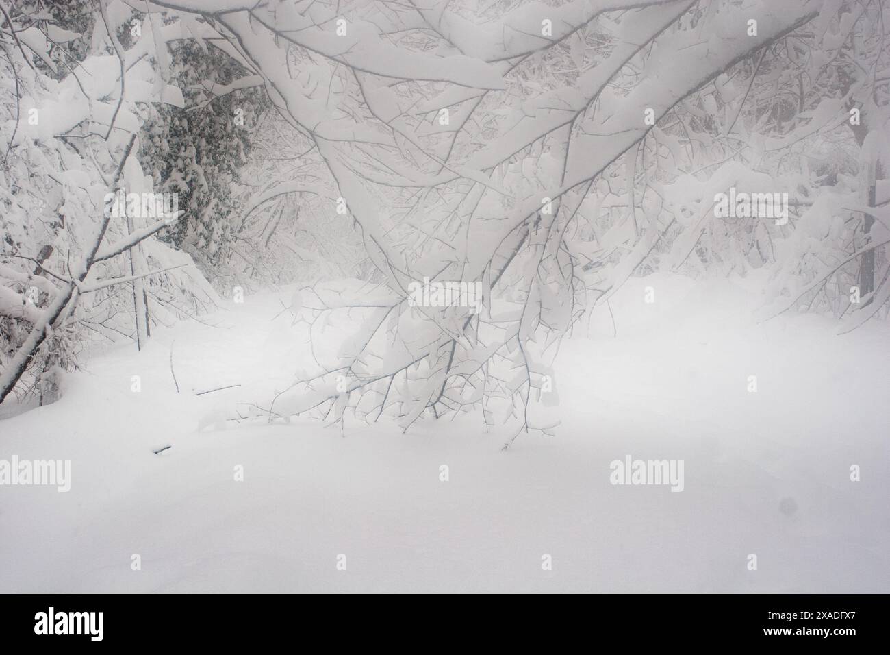 Un arbre est tombé sur la route près de Washington, DC, pendant la tempête de neige hivernale de 2010. Banque D'Images