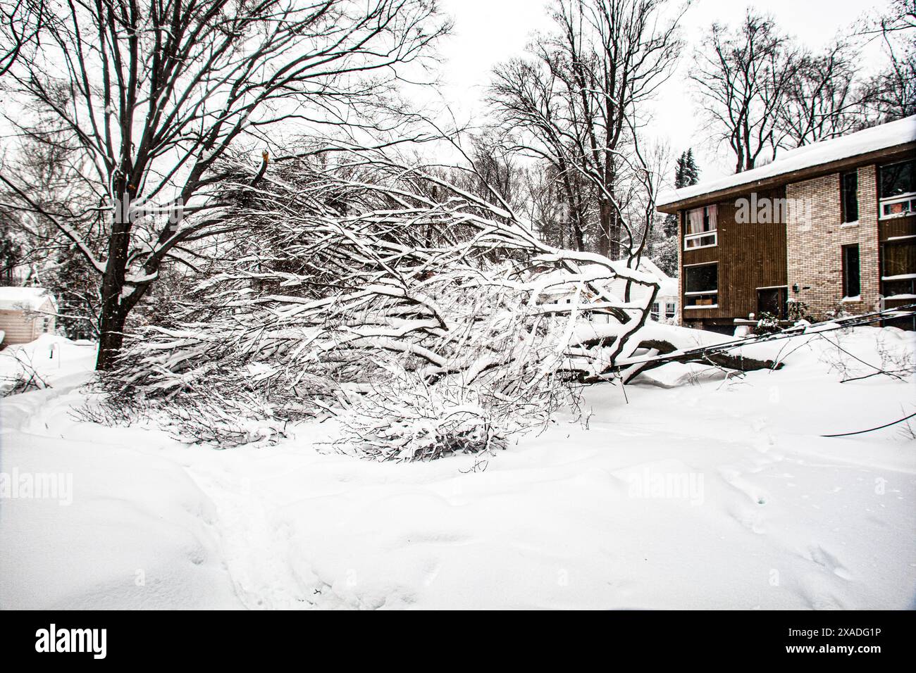 Un arbre est tombé sur la route près de Washington, DC, pendant la tempête de neige hivernale de 2010. Banque D'Images