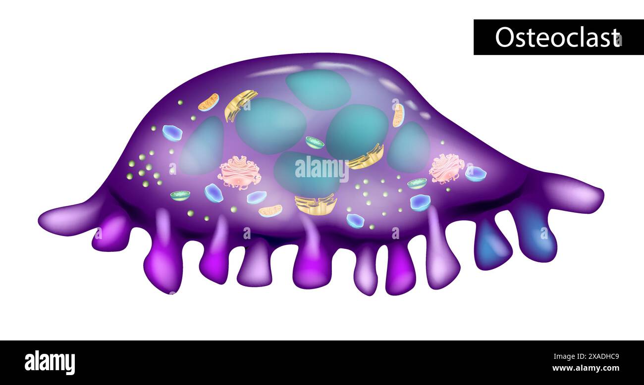 Structure des ostéoclastes. L'ostéoclaste est un type de cellule osseuse qui décompose le tissu osseux. Illustration de Vecteur