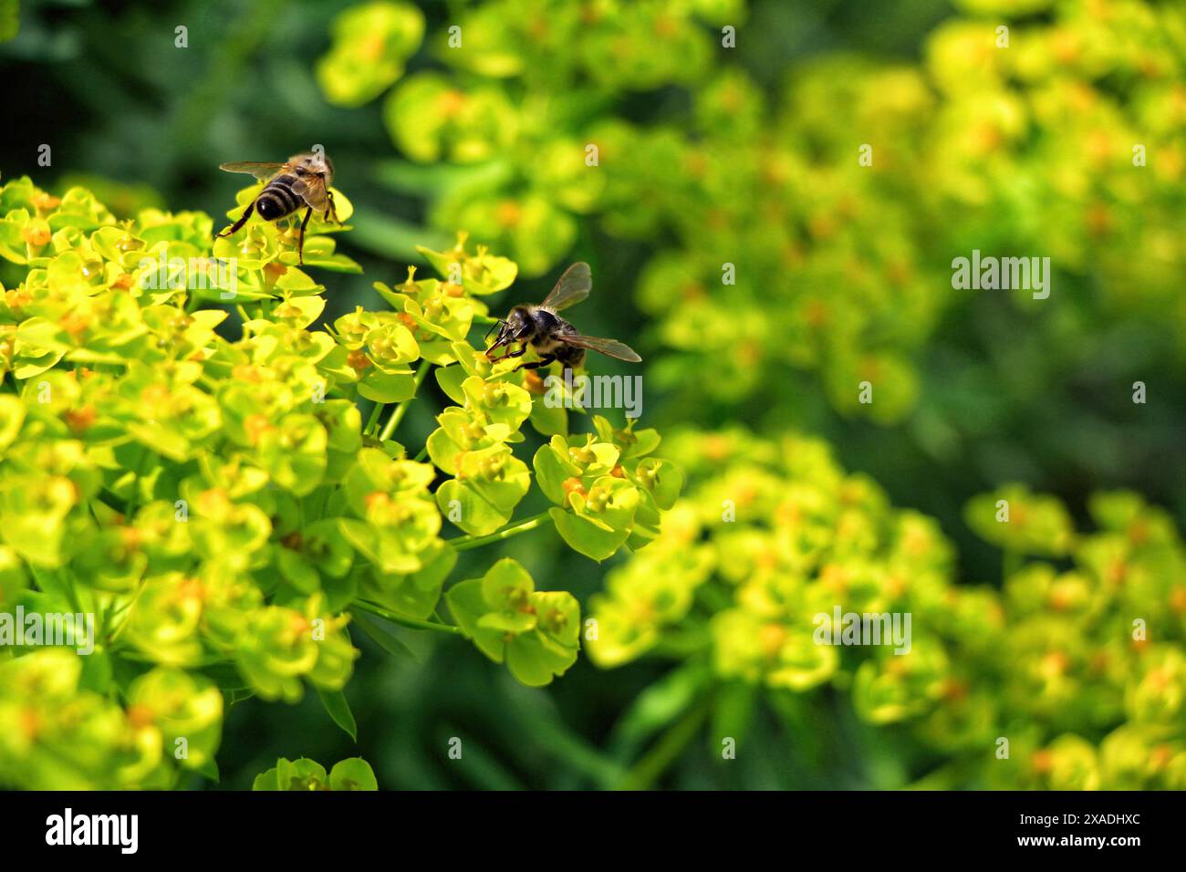 Une paire d'abeilles assis sur la fleur jaune d'euphorbia, avant-plan et arrière-plan flous Banque D'Images