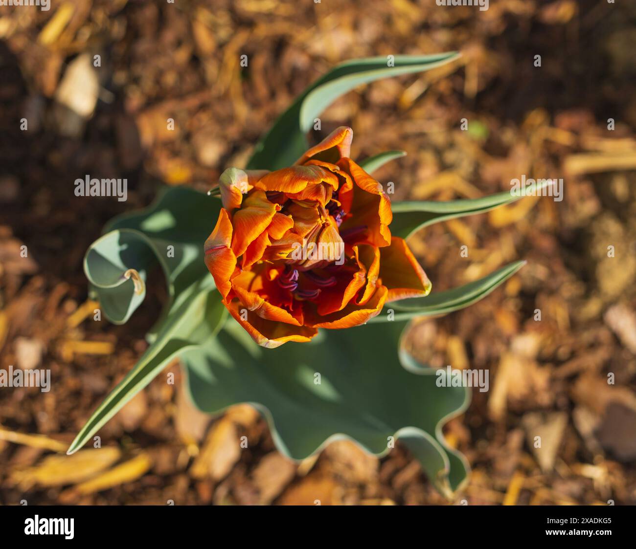 gros plan photographie de dessus d'une fleur de tulipe de perroquet orange sur parterre de fleurs avec un fond flou Banque D'Images