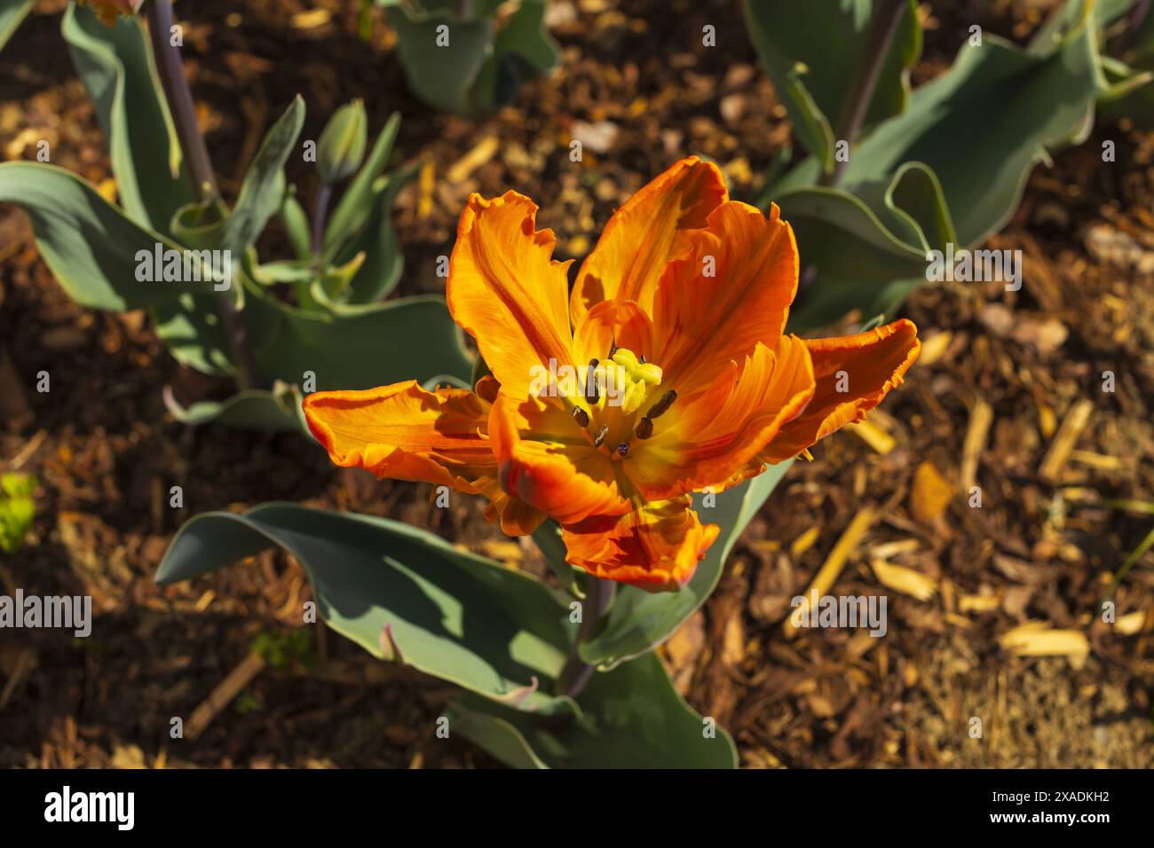 gros plan photographie de dessus d'une fleur de tulipe de perroquet orange sur parterre de fleurs avec un fond flou Banque D'Images