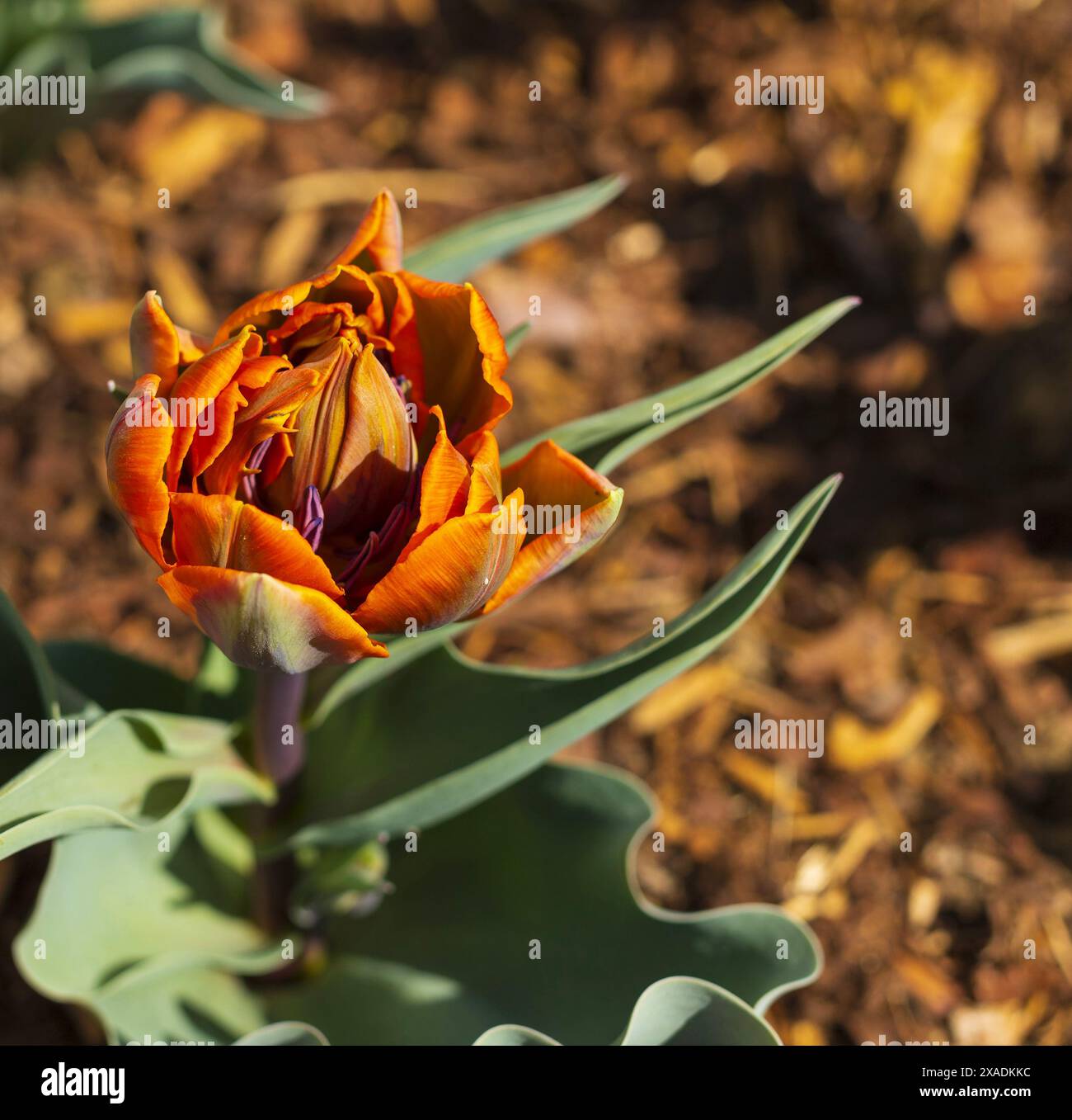 gros plan photographie de dessus d'une fleur de tulipe de perroquet orange sur parterre de fleurs avec un fond flou Banque D'Images
