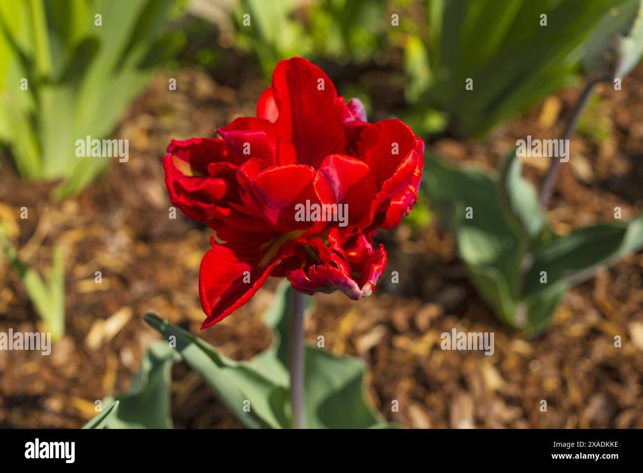 photographie en gros plan de vue de dessus d'une fleur de tulipe de perroquet rouge sur parterre de fleurs avec un fond flou Banque D'Images