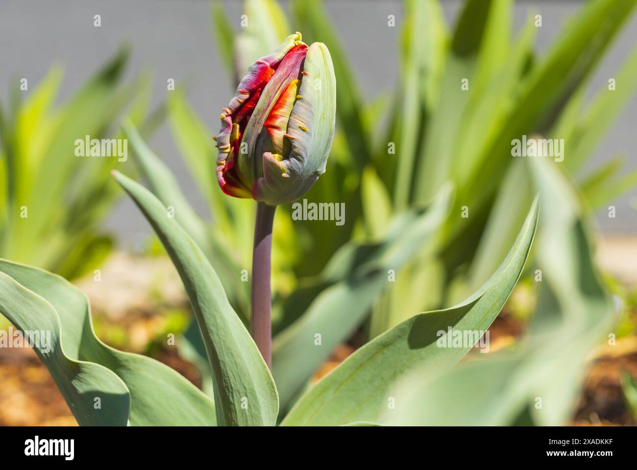 photographie de vue latérale rapprochée d'un bourgeon de fleur de tulipe de perroquet rouge sur un parterre de fleurs avec un fond flou Banque D'Images