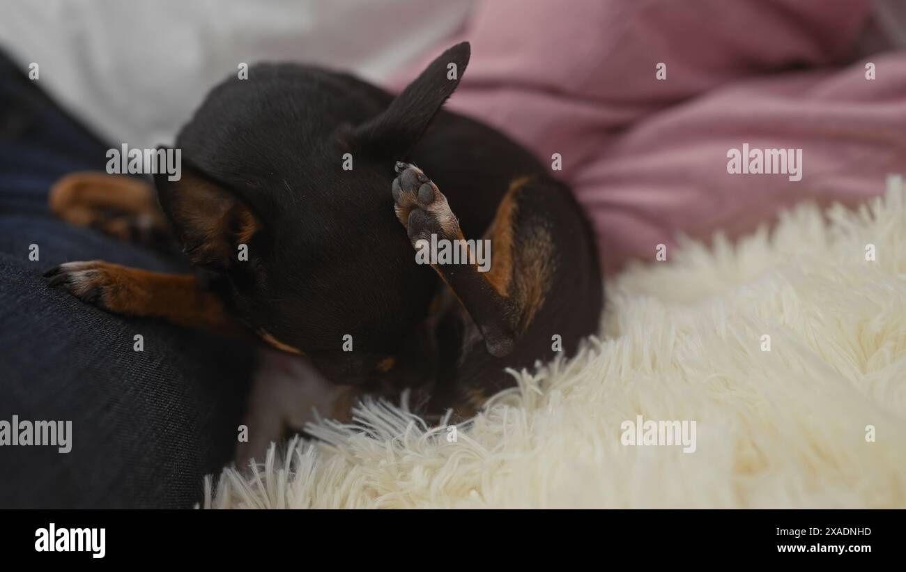 Un chien chihuahua est confortablement niché à l'intérieur dans un salon, mettant en valeur une scène de vie familiale confortable, avec l'homme tenant doucement l'animal dans sa main Banque D'Images