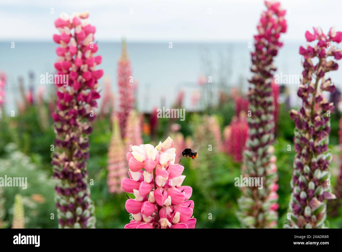 Lupin ou fleurs de lupin Banque D'Images