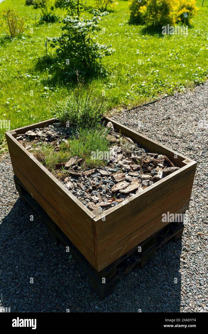 Boîte de jardin pour la culture de la plante sur le jardin de l'arrière-cour. Lits en bois agricoles à domicile. Photo de haute qualité Banque D'Images