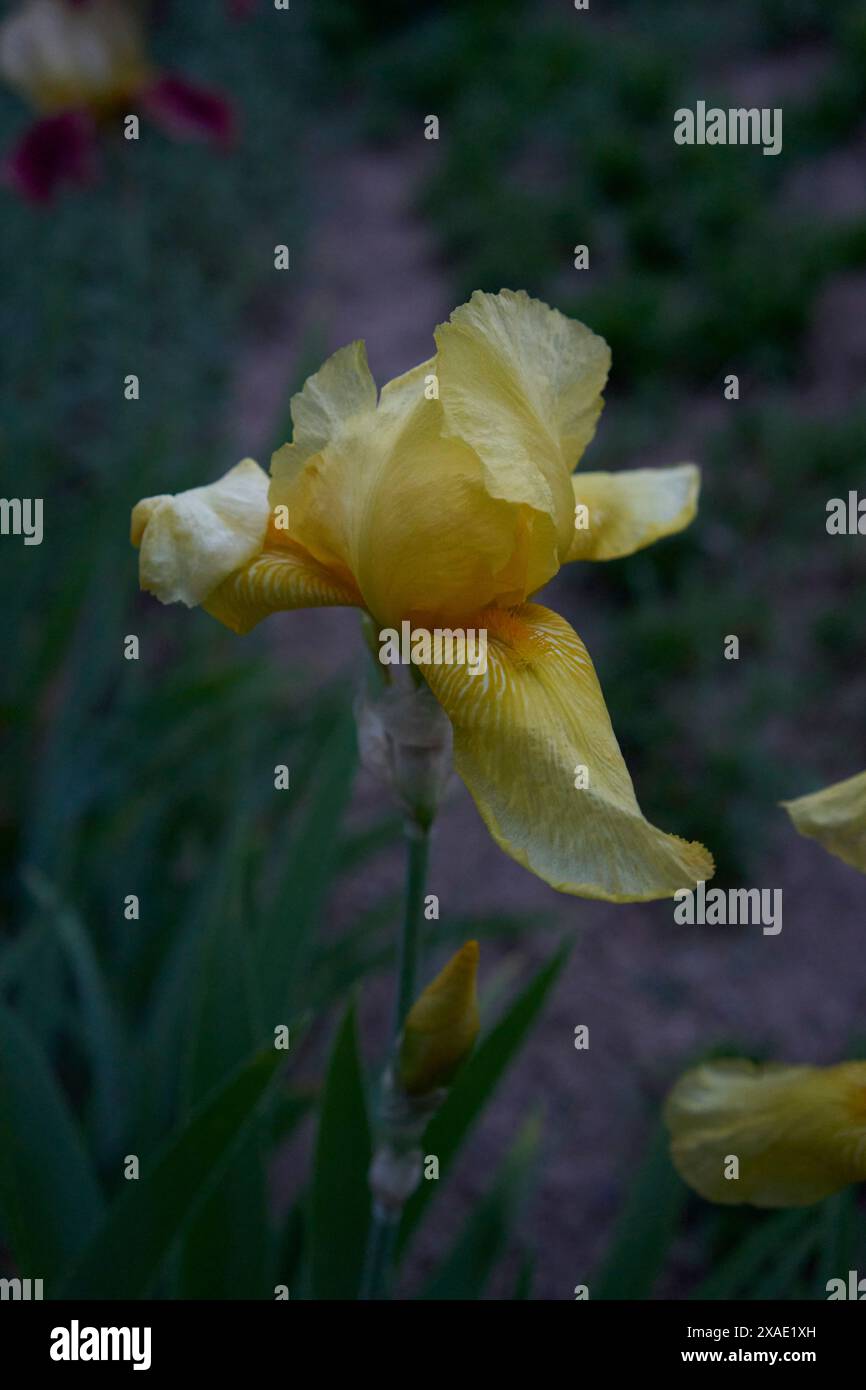 les iris poussent dans le jardin le soir, heure bleue Banque D'Images