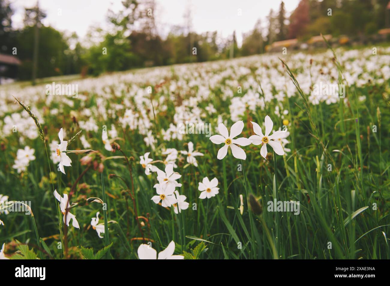 Paysage avec fleurs de narcisses sauvages en fleurs champ dans les Pléiades, montagne dans les Préalpes suisses dans le canton de Vaud, Suisse Banque D'Images